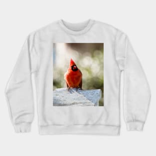 Male cardinal Crewneck Sweatshirt